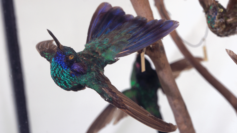 A bird with vibrant purple and turquoise feathers