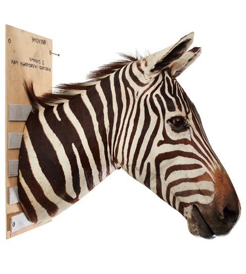 A zebra's head mounted to a ply backing board
