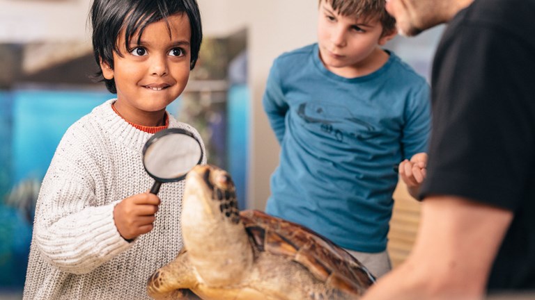 Child uses a magnifying glass to examine a taxidermied Green Sea Turtle