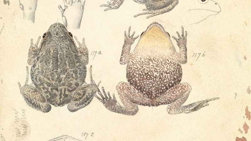 Scientific illustration of a Spotted Marsh Frog