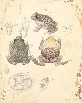 Scientific illustration of a Spotted Marsh Frog