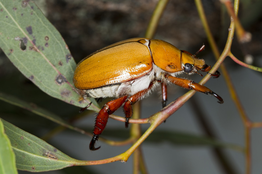 Christmas Beetle on a branch
