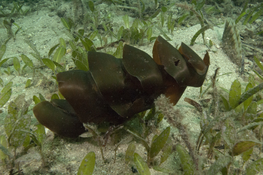 Port Jackson Shark egg