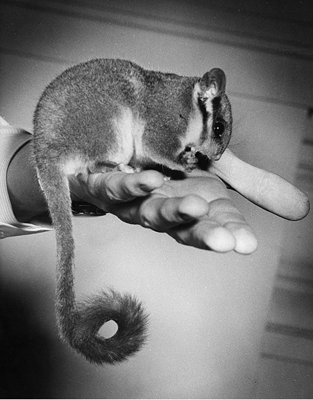 A possum with a long, curled tail sits on a man's hand in a black and white photograph. 