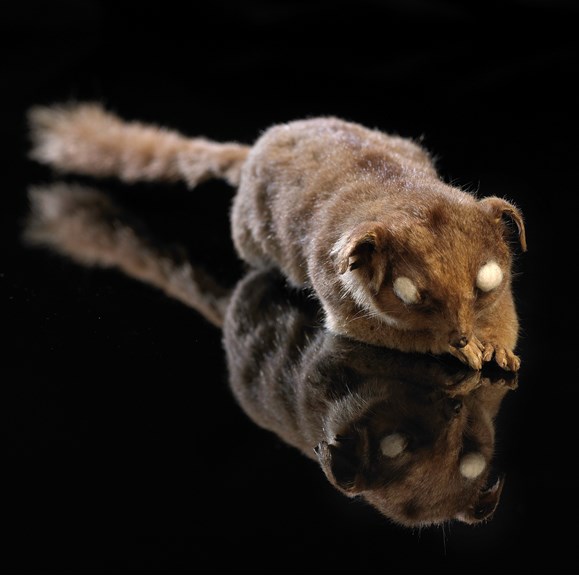 A taxidermied marsupial. 