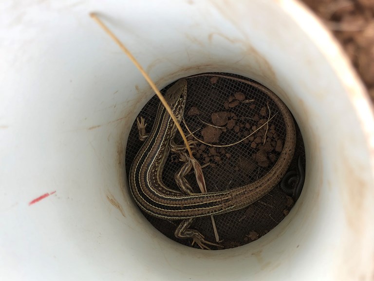 A skink at the bottom of a plastic pit-fall trap. 