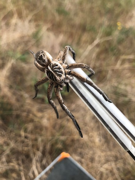 A fat hairy spider on a pair of tweezers. 
