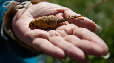 Hand holding a murnong root
