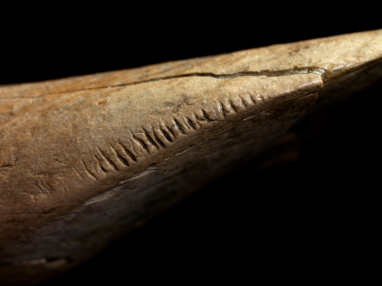 Detail of a Diprotodon tooth with markings