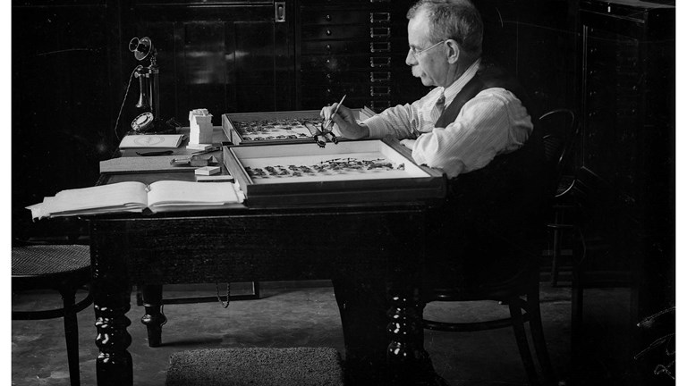 Portrait of Dr G.A. Waterhouse arranging specimens in his collection at the Australian Museum, 2 February 1931.