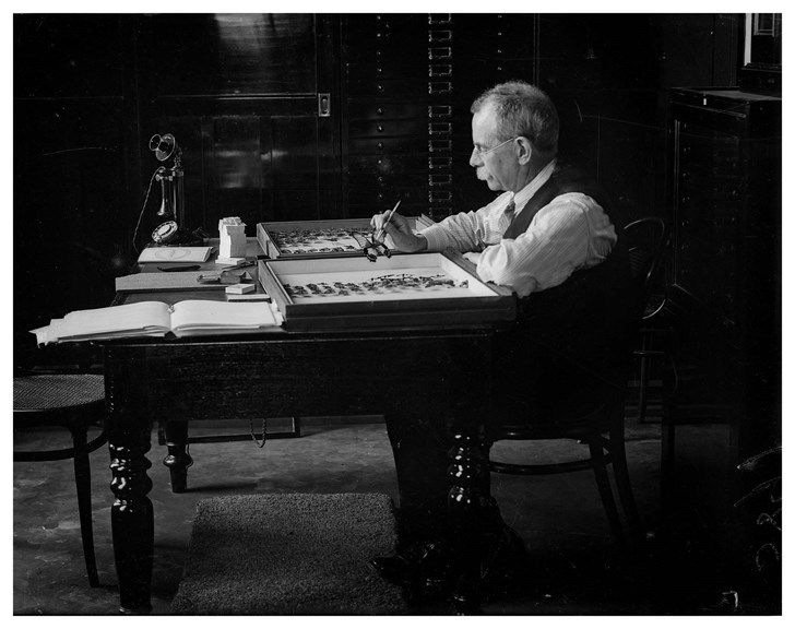 Portrait of Dr G.A. Waterhouse arranging specimens in his collection at the Australian Museum, 2 February 1931.