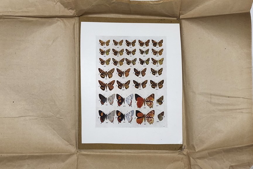 Butterflies of Australia colour plate proof, 1914
