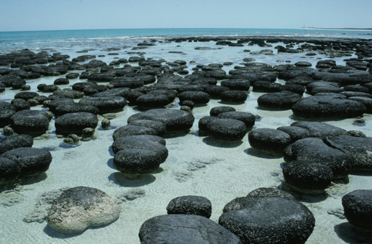 Stromatolites at Carbla Point, Shark Bay
