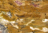 Detail of fossil stromatolite