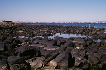 Basalt platform at Point Gellibrand, Williamstown. A landscape of rocks and pools near the ocean.