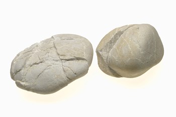Two sheared quartzite pebbles