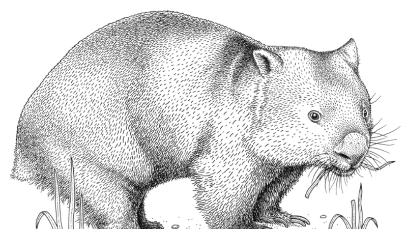 Wombat