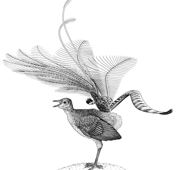 Superb Lyrebird