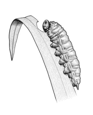 Common Brown Butterfly larva
