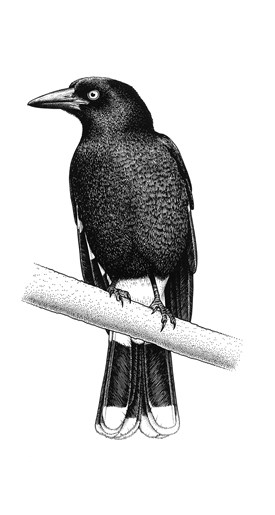 Pied Currawong 