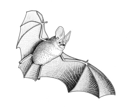 A bat in flight 