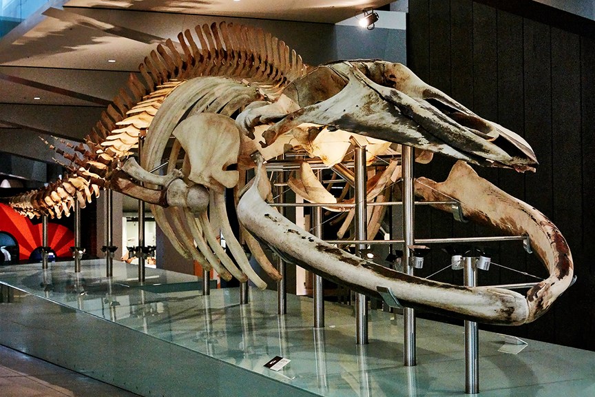 Blue Whale skeleton mounted on display in the Lower West Galleria, Melbourne Museum.