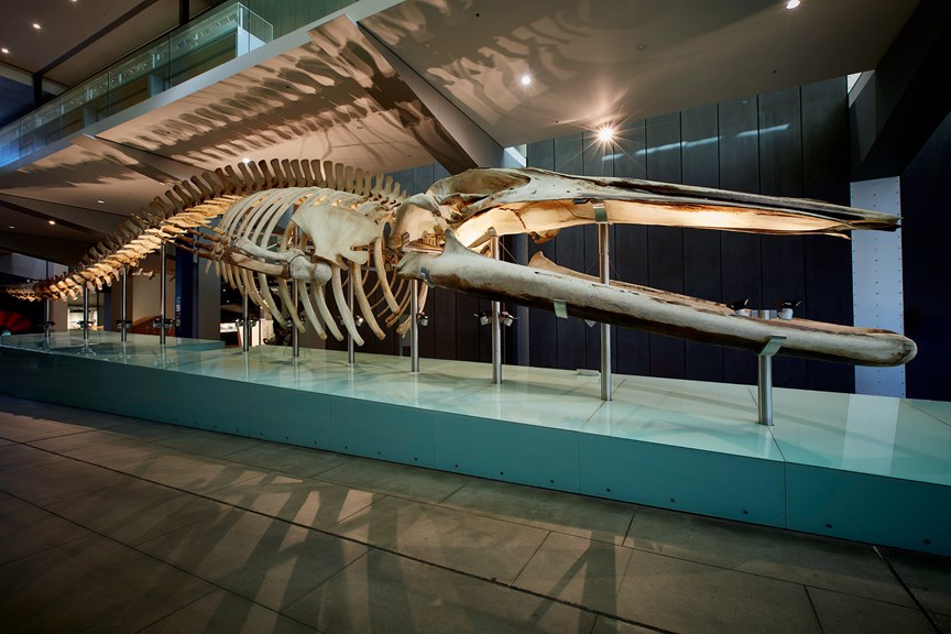 Blue Whale skeleton mounted on display in the Lower West Galleria, Melbourne Museum