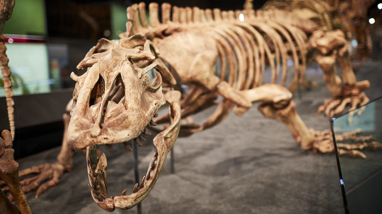 Skeleton of a prehistoric giant lizard, Megalania Varanus (Megalania priscus), on display in the Dinosaur Walk exhibit, Science and Life Gallery, Melbourne Museum.