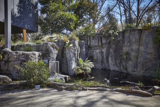 Bunjilaka's Milarri Garden's pond.