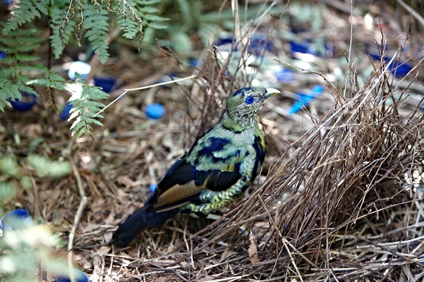 Young male Satin Bowerbird, Ptilonorhynchus violaceus in subadult plummage.