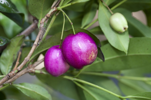 The pink fruits of Syzygium smithii (Acmena smithii), lilly pilly in Milarri Garden.