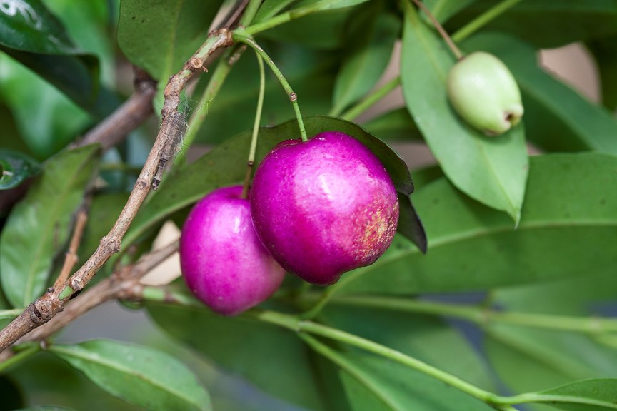 The pink fruits of Syzygium smithii (Acmena smithii), lilly pilly in Milarri Garden.