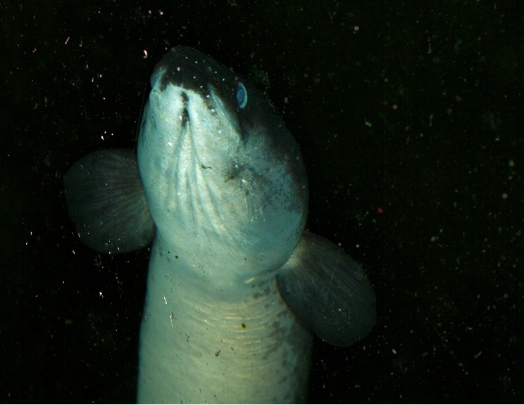 Short-finned eel, Anguilla australis