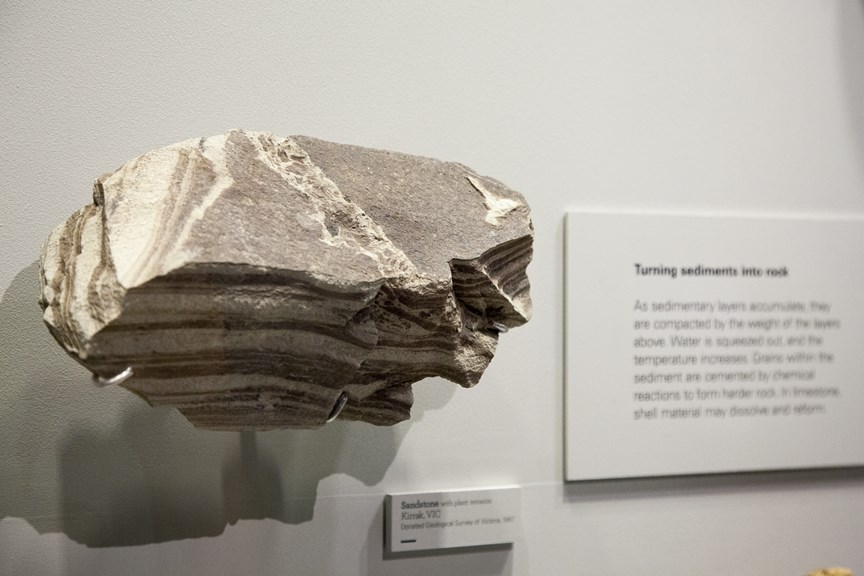Block of sandstone with plant remains, from Kirrak, Victoria, on display at Dynamic Earth exhibition.
