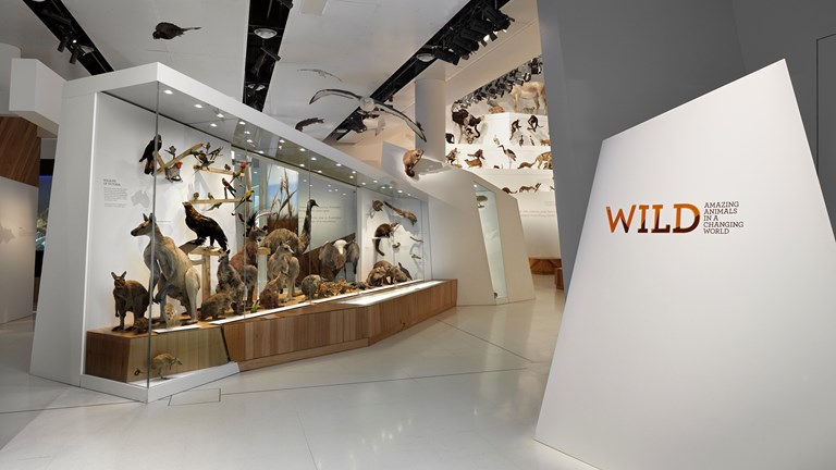 View of the Wild Amazing Animals exhibition, worldwide environments.