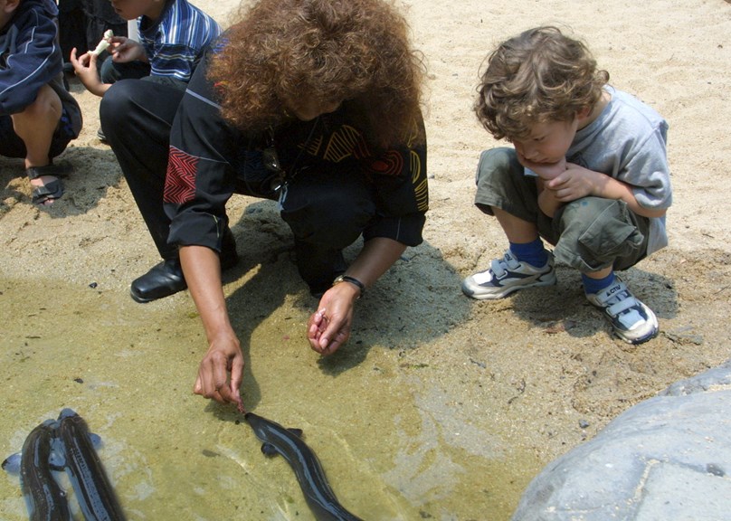 Boy watching the eels being fed by staff in the Milarri gardens.