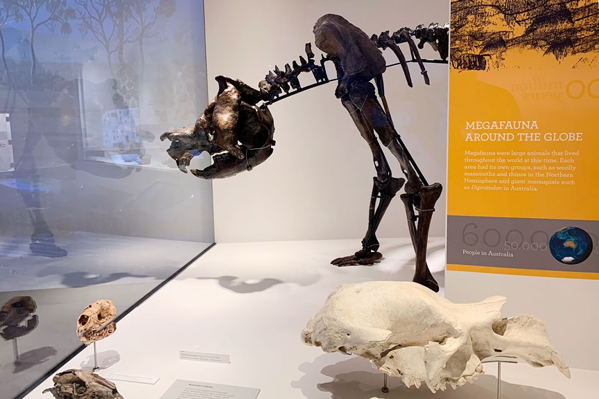 Diprotodon optatum dinosaur skeleton model on display in the 600 Million Years exhibition at Melbourne Museum.