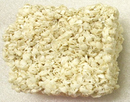 Limestone specimen