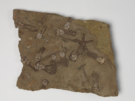 Siltstone rock containing fossilised remains of sea-floor animals