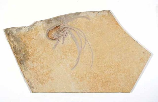 Crustacean fossil preserved in a limestone rock