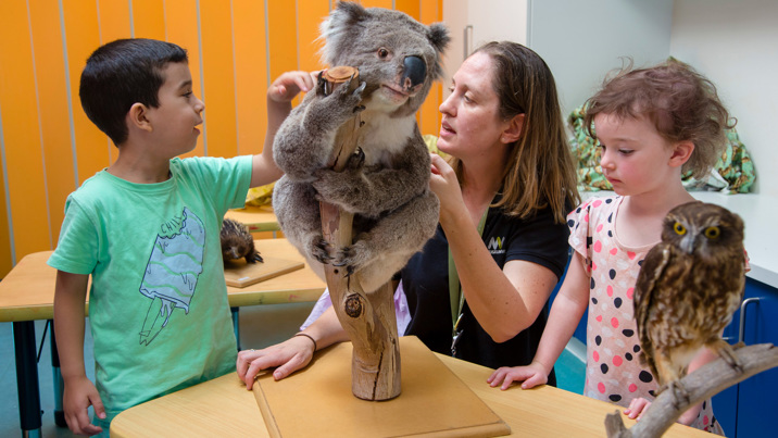 Outreach Program Presenter, showing kindergarten children a koala specimen during a visit by the Museums Victoria outreach team. 