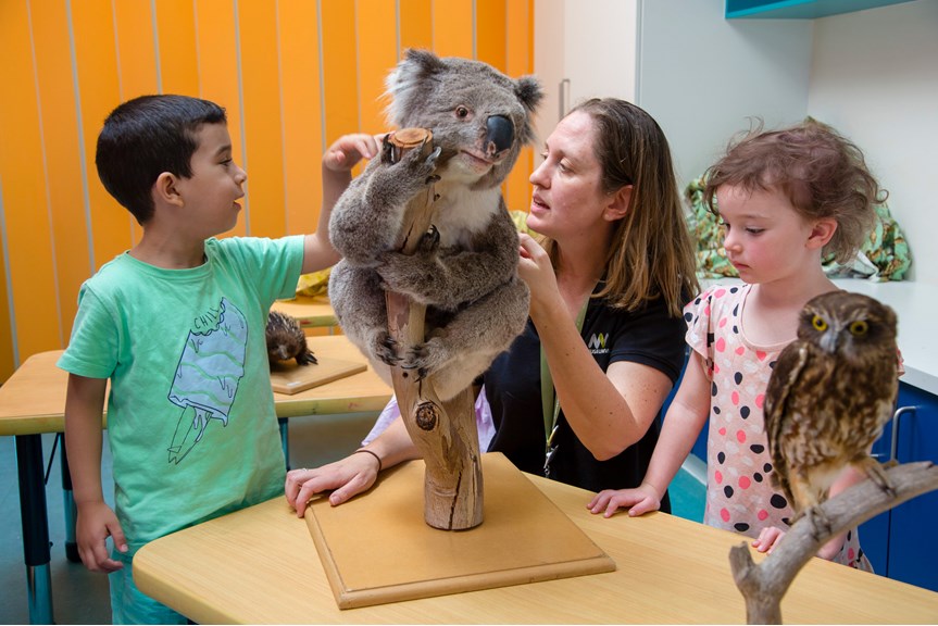 Outreach Program Presenter, showing kindergarten children a koala specimen during a visit by the Museums Victoria outreach team. 