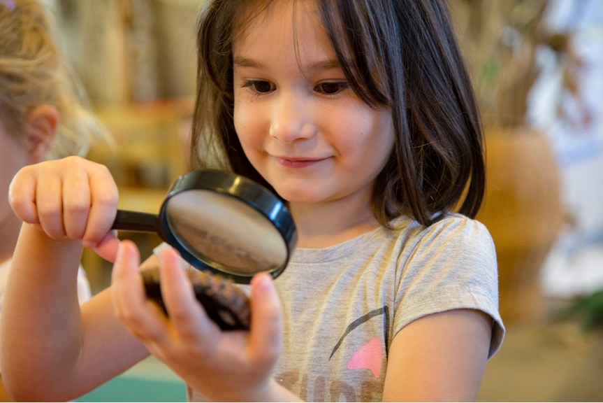 Kindergarten child using a magnifying glass to look at a scientific specimen during a visit by the Museums Victoria outreach team.