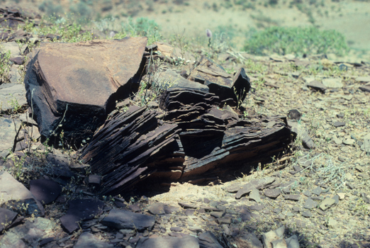 Upturned shale