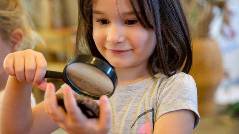 Kindergarten child using a magnifying glass to look at a scientific specimen during a visit by the Museums Victoria outreach team.