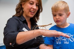 Outreach Program Presenter, Andria, showing a kindergarten child a stick insect.