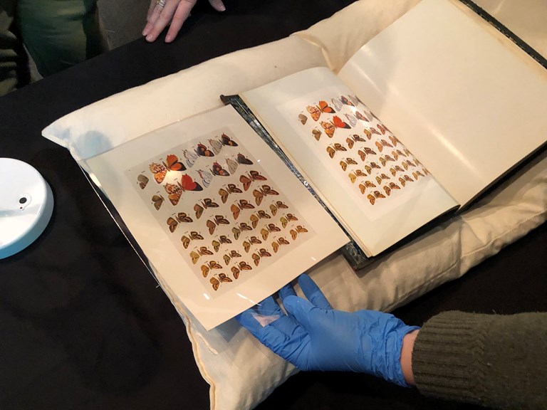 A museum staff member showing a visitor a colour plate in “Butterflies of Australia” (1914) which matches up with a colour proof held in the Archives.