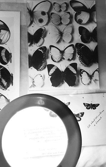 “Butterflies of Australia” (1914) proofs from the Museums Victoria Archives