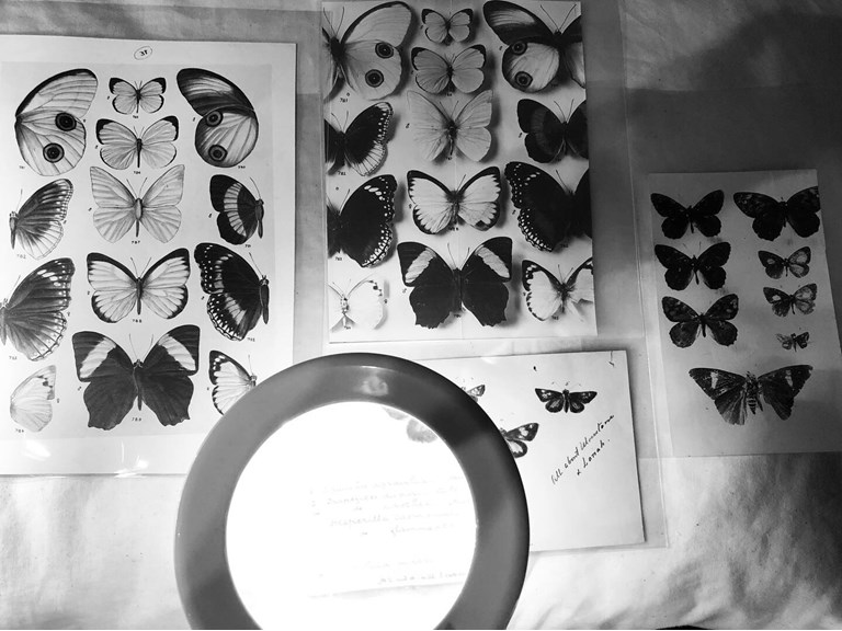 “Butterflies of Australia” (1914) proofs from the Museums Victoria Archives