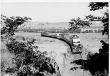 Warburton Downs goods train hauled by Y class locomotive no. 196, 1964